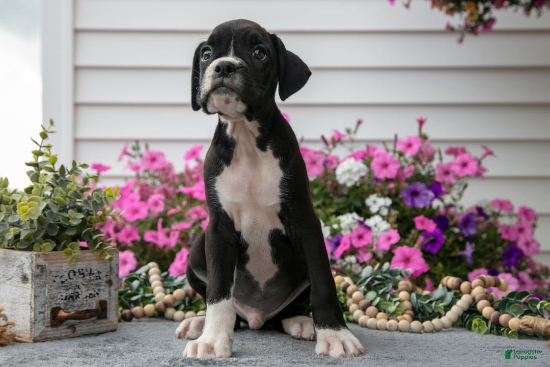 Boxer dogs for sale: Spike - Image 2