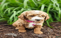 Miniature Poodle dogs for sale: Trixie - Image 2