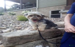Yorkshire Terrier dogs for sale: Angie - Image 10
