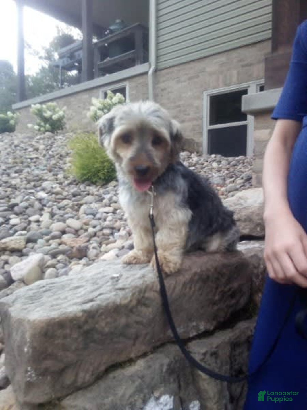 Yorkshire Terrier dogs for sale: Angie - Image 10