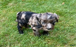 Aussiedoodle dogs for sale: Ollie - Image 2