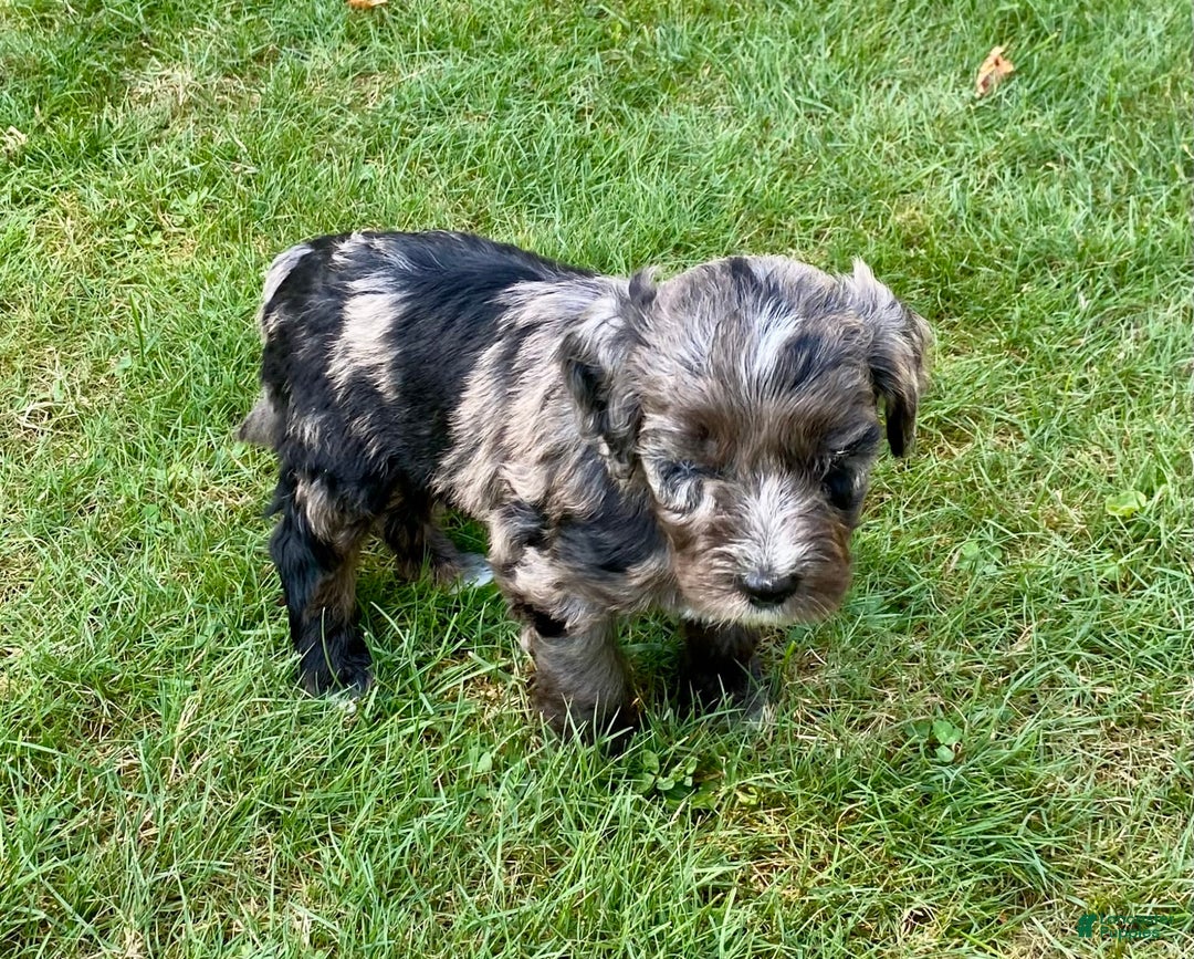 Aussiedoodle dogs for sale: Ollie - Image 2