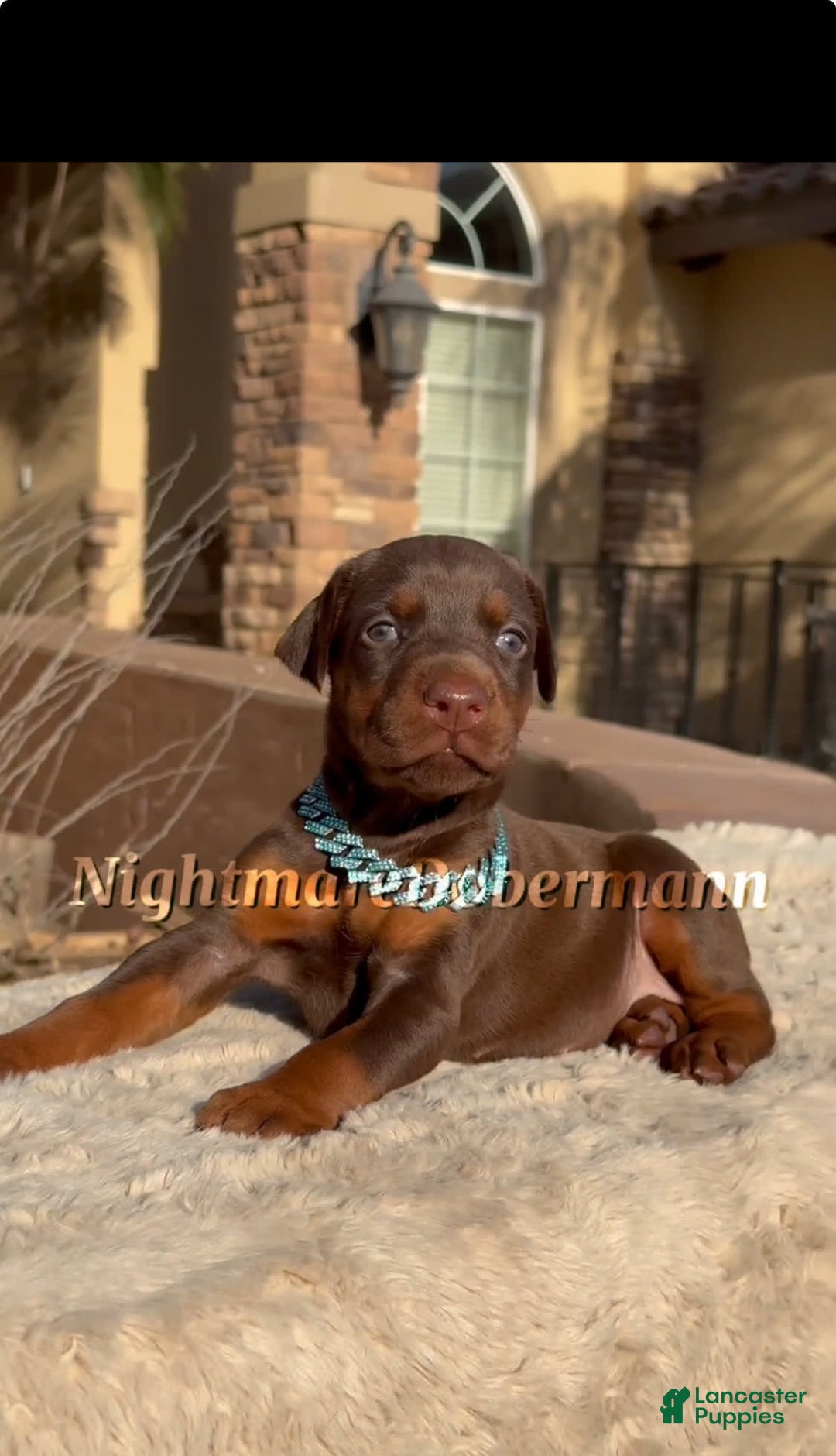 Doberman Pinscher dogs for sale: Malibu - Image 27