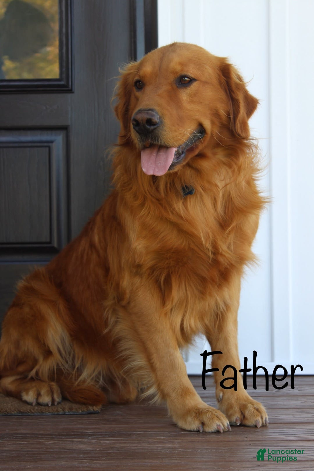 Golden Retriever dogs for sale: Amber - Image 19