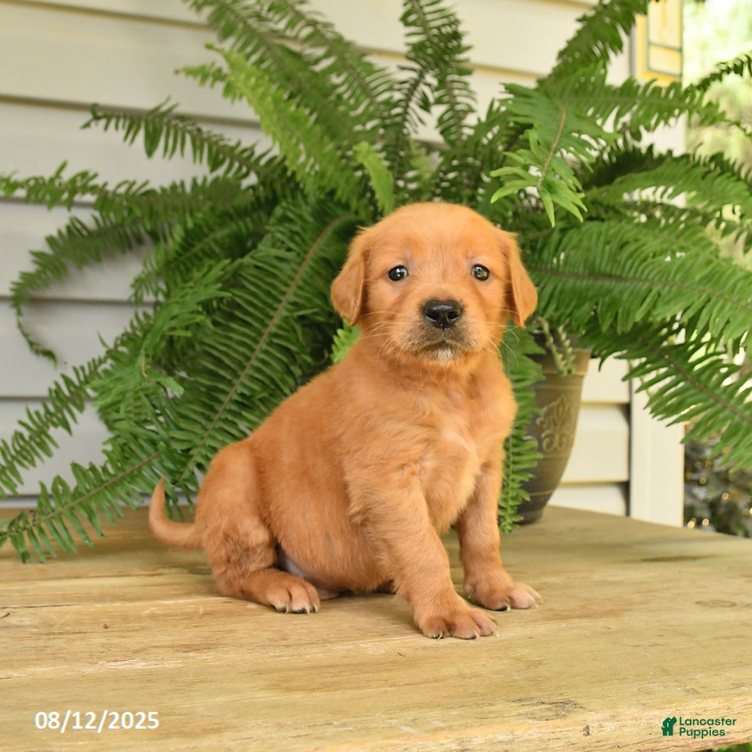 Golden Retriever dogs for sale: Max - Image 2