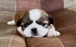 Shih Tzu dogs for sale: Ollie - Image 14