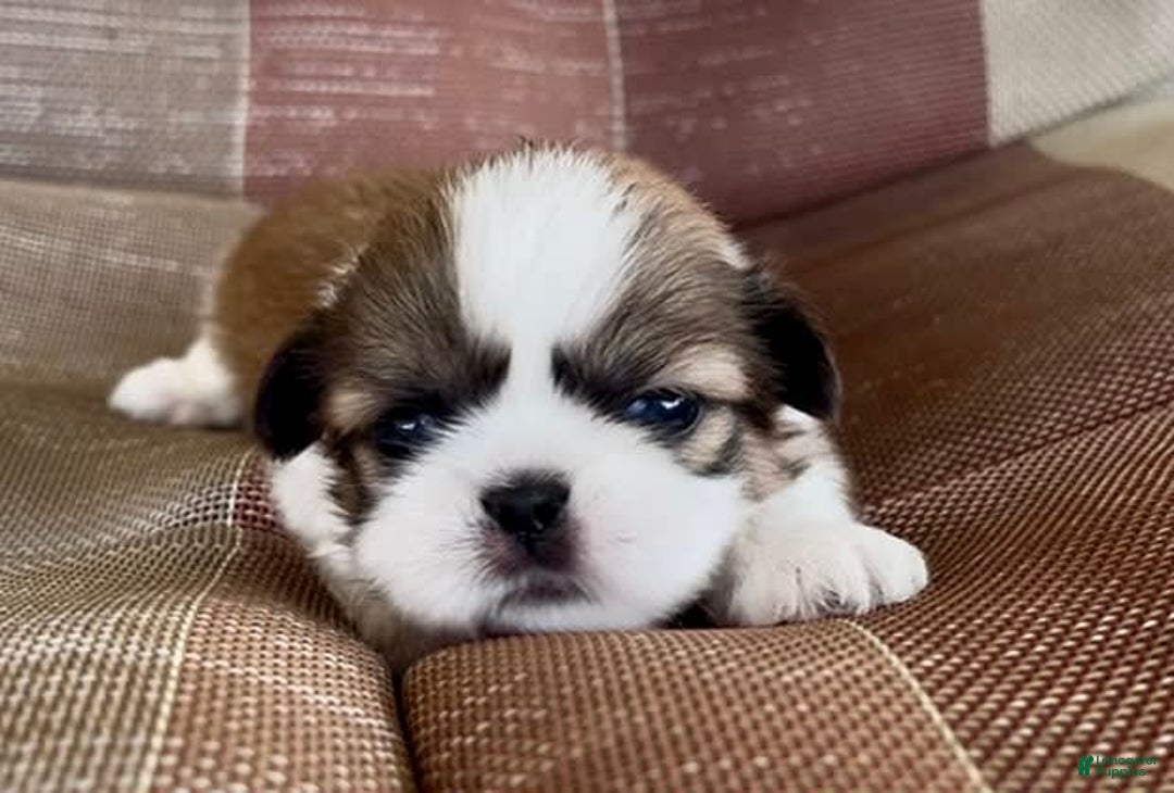 Shih Tzu dogs for sale: Ollie - Image 14