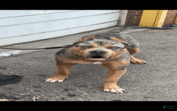 American Bully dogs for sale: White paws - Image 4