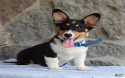 Welsh Corgi Pembroke dogs for sale: Kevin - Image 4