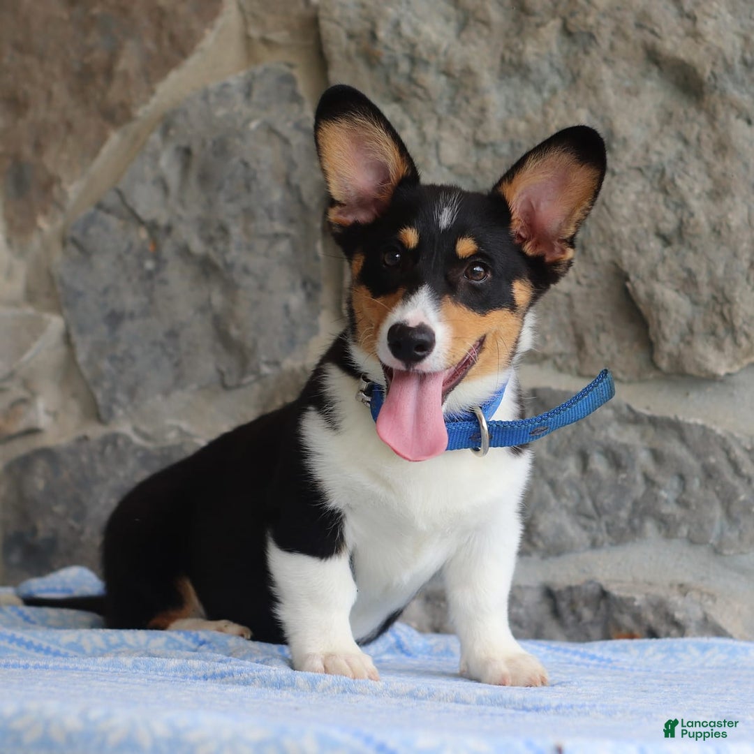 Welsh Corgi Pembroke dogs for sale: Kevin - Image 4