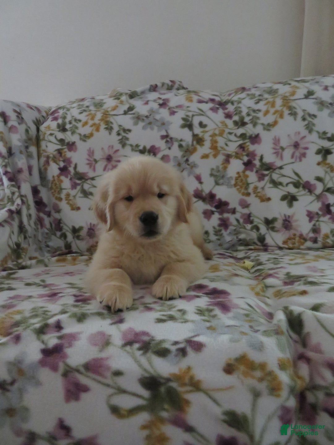 Golden Retriever dogs for sale: Hershey - Image 30
