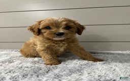 Cavapoo dogs for sale: Willow - Image 10