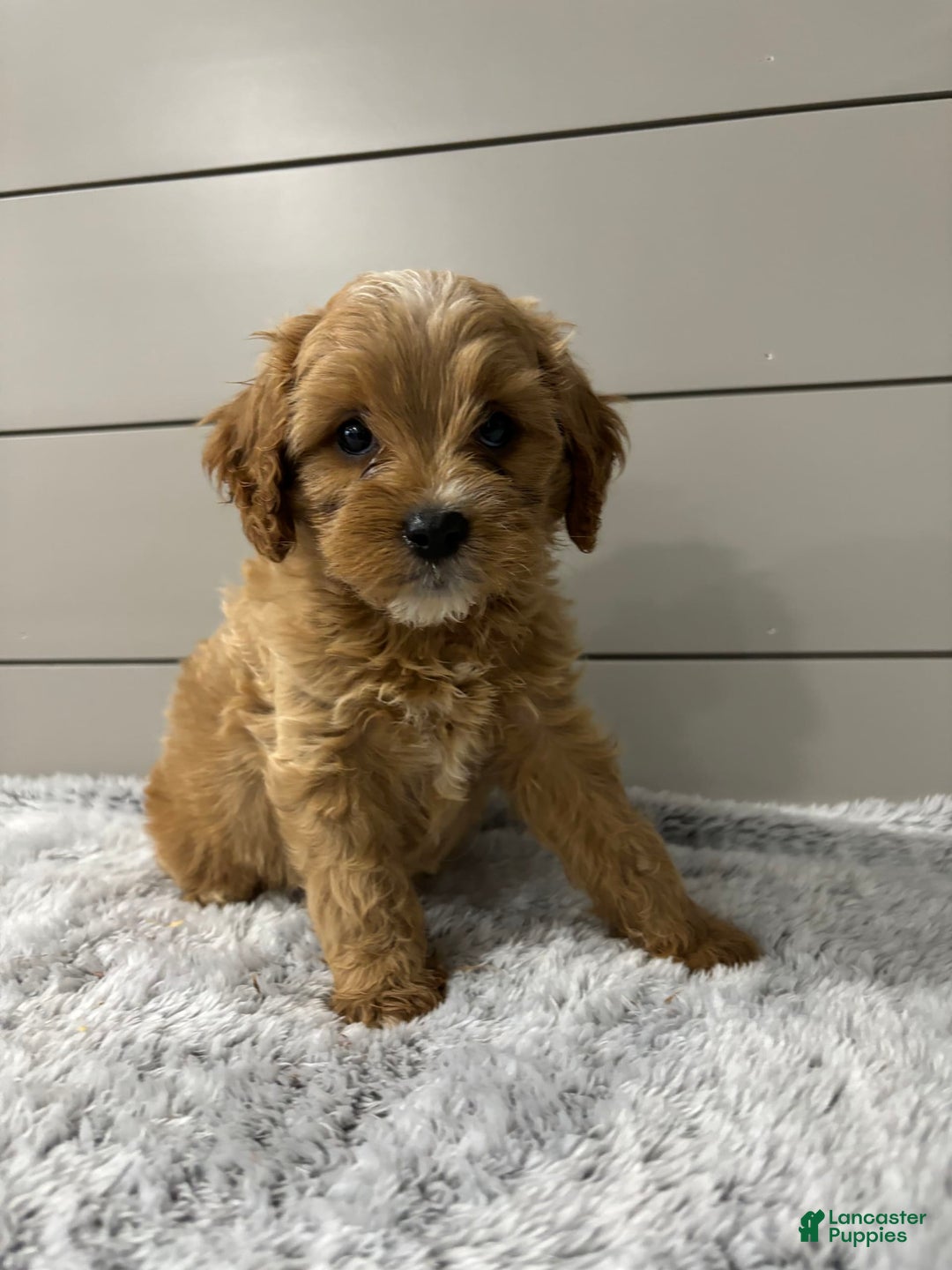 Cavapoo dogs for sale: Willow - Image 10