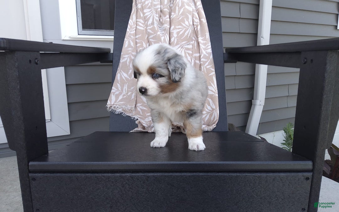 Miniature Australian Shepherd dogs for sale: Chase - Image 2