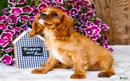 Cavalier King Charles Spaniel dogs for sale: Nicky - Image 13