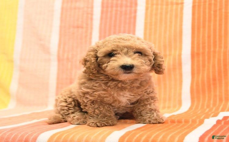 Bichpoo dogs - Advert 12