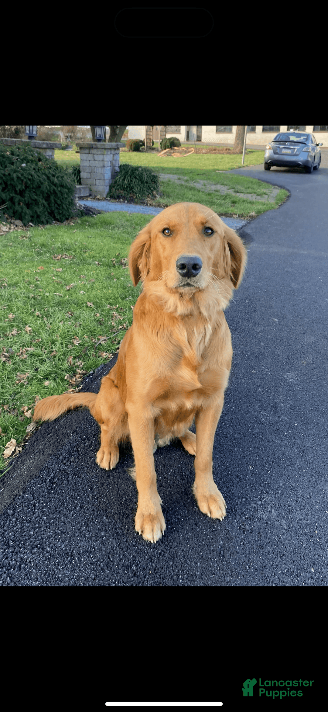 Goldendoodle dogs for sale: Bella - Image 2
