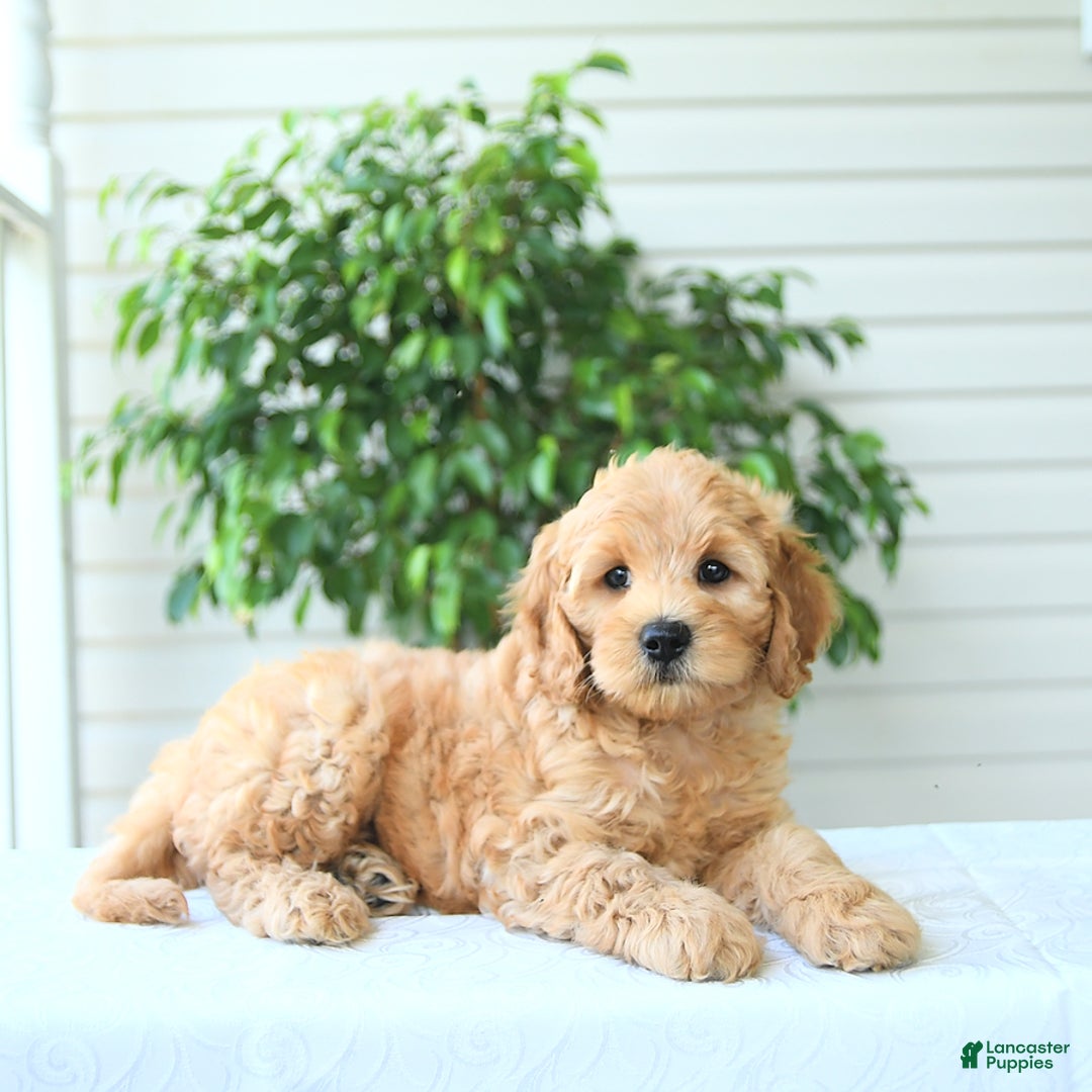 Cockapoo dogs for sale: Monroe - Image 2
