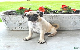 Jug dogs for sale: Cody - Image 6