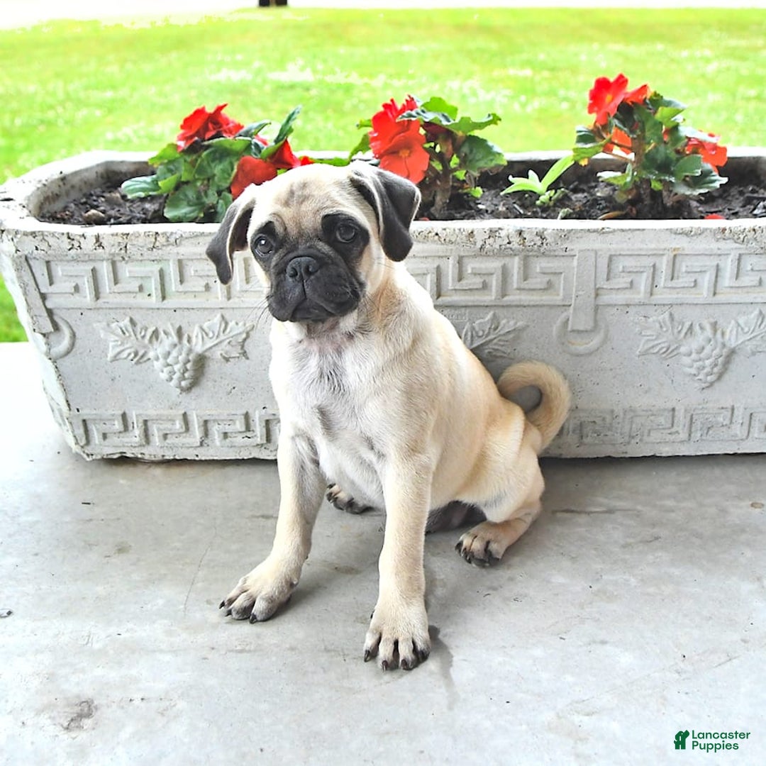 Jug dogs for sale: Cody - Image 6