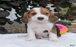 Beagle dogs for sale: Rosie - Image 3