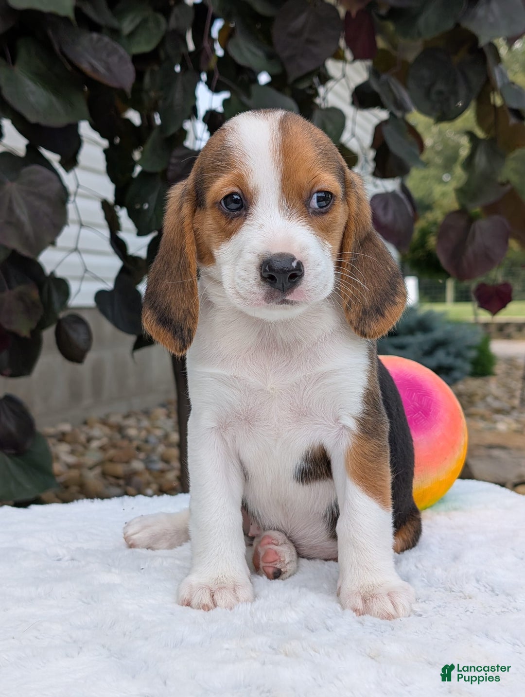 Beagle dogs for sale: Rosie - Image 3