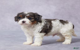 Cavapoo dogs for sale: Drake - Image 9