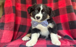Miniature Australian Shepherd dogs for sale: Meatball - Image 2