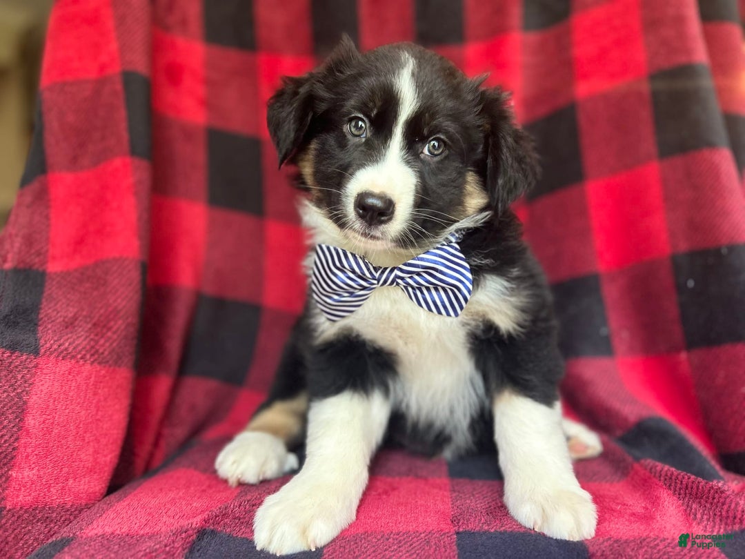 Miniature Australian Shepherd dogs for sale: Meatball - Image 2