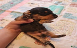 Miniature Dachshund dogs for sale: Perry - Image 1