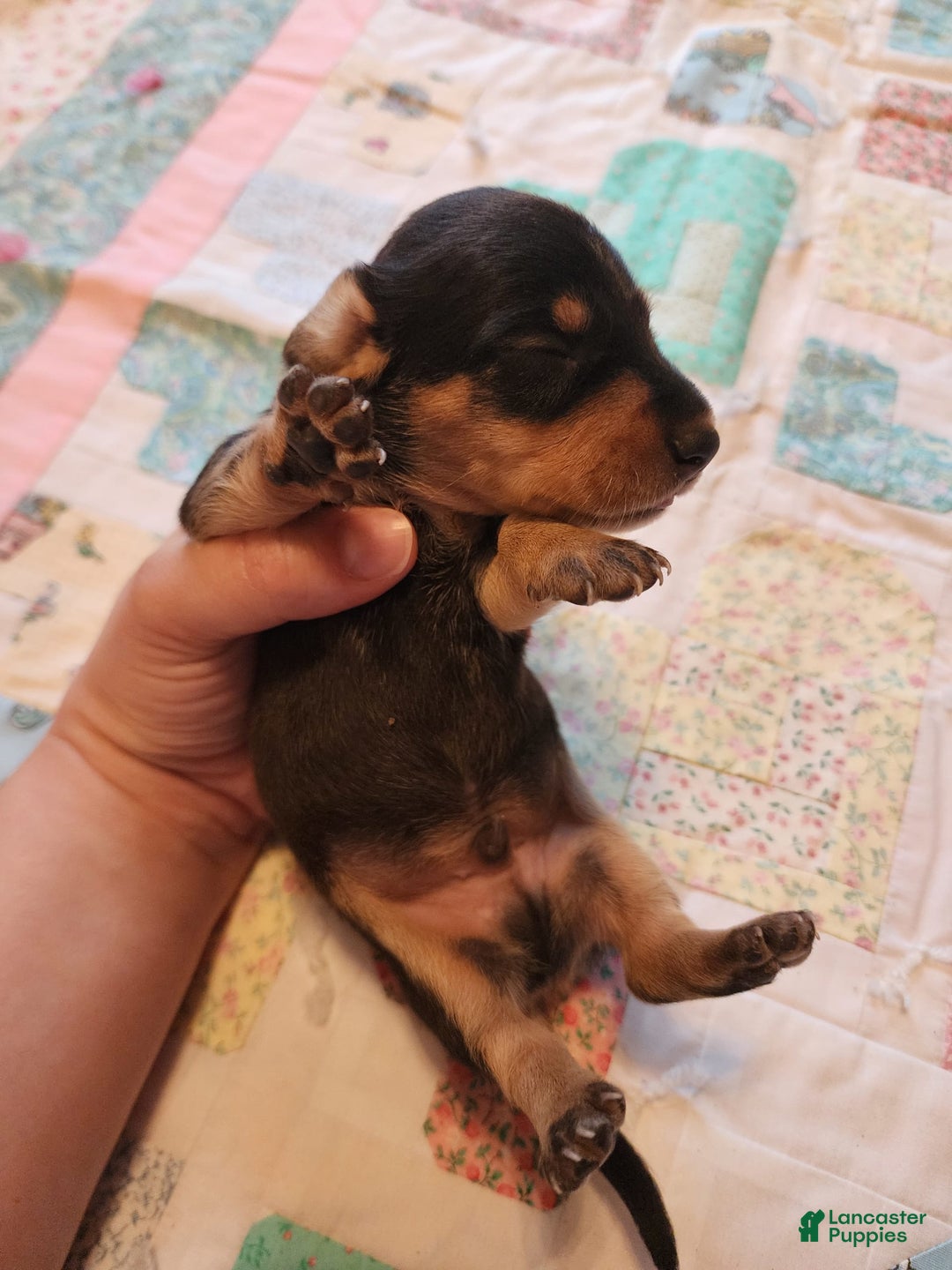 Miniature Dachshund dogs for sale: Perry - Image 1