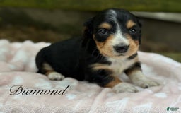 Miniature Dachshund dogs for sale: Diamond - Image 1