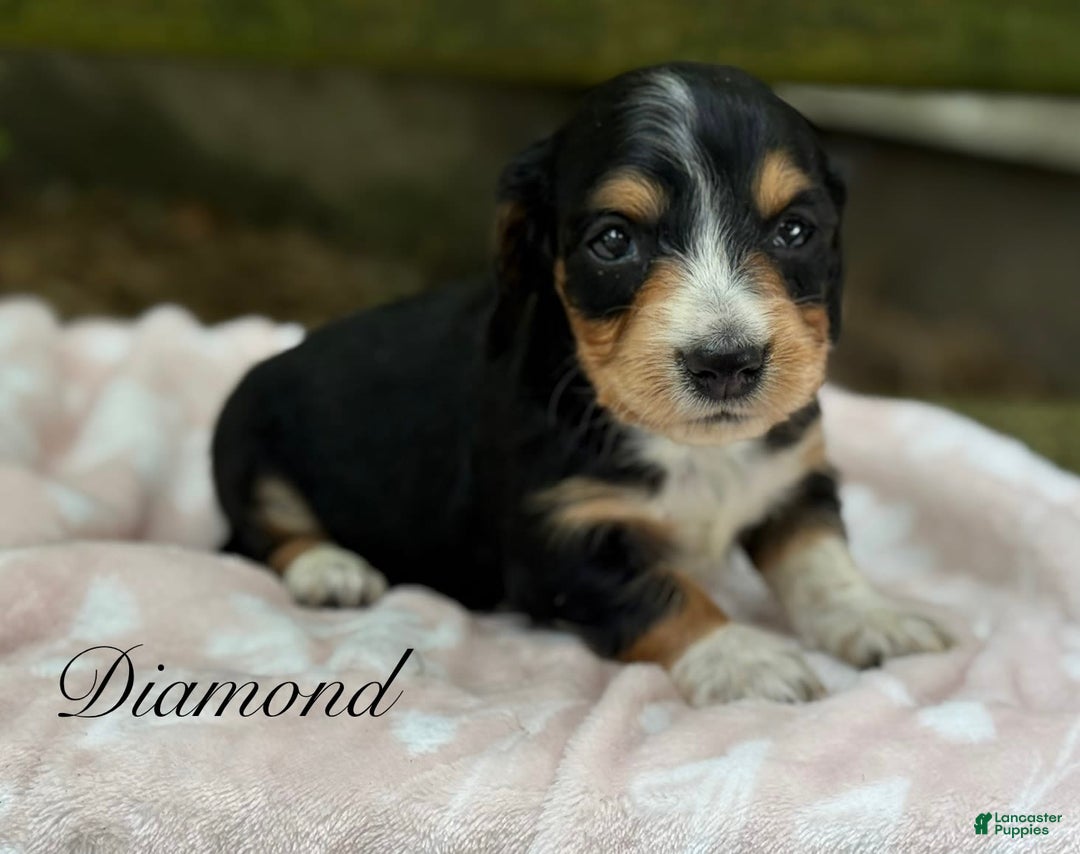 Miniature Dachshund dogs for sale: Diamond - Image 1