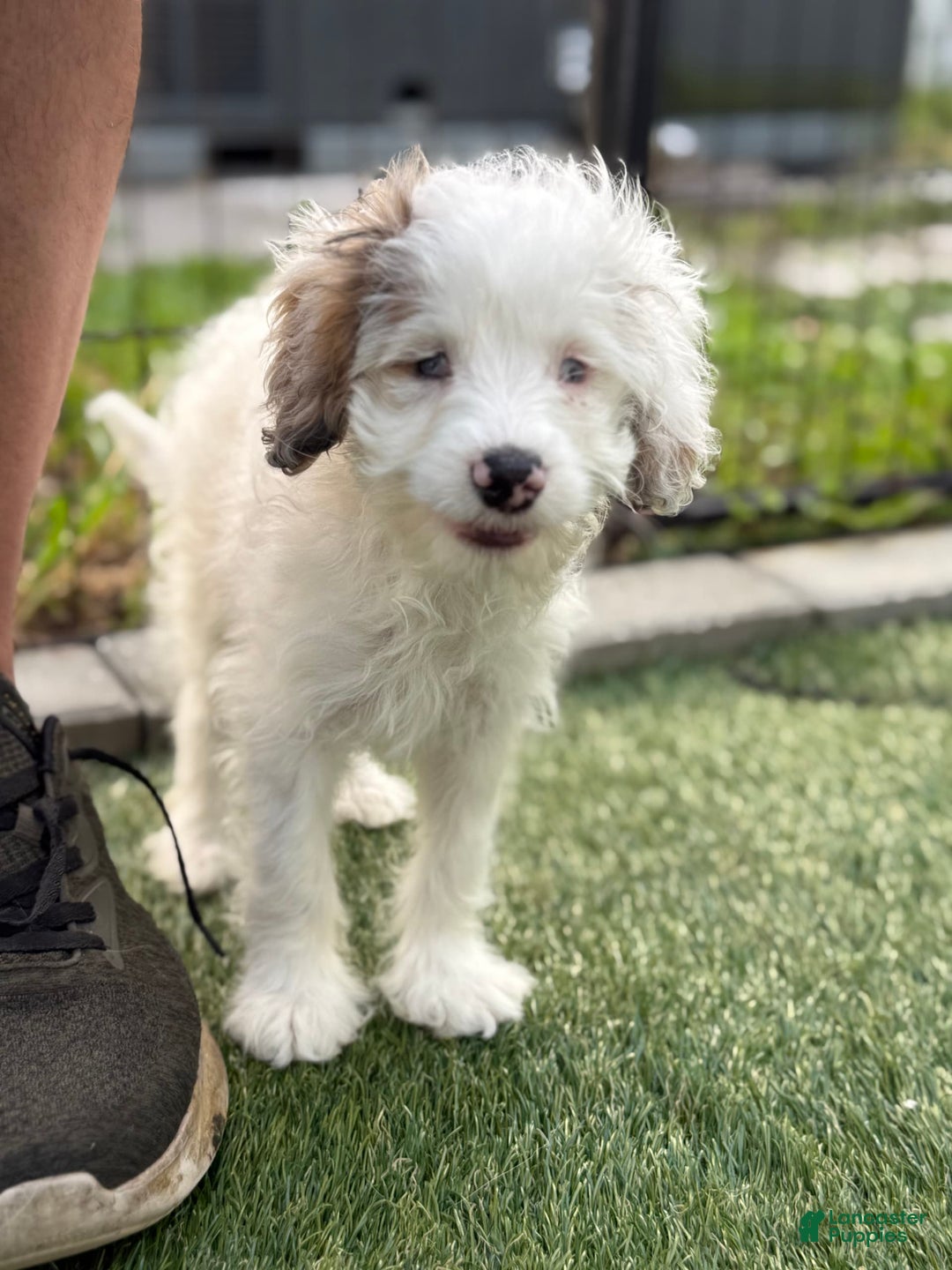 Cavapoo dogs for sale: Shortcake - Image 2