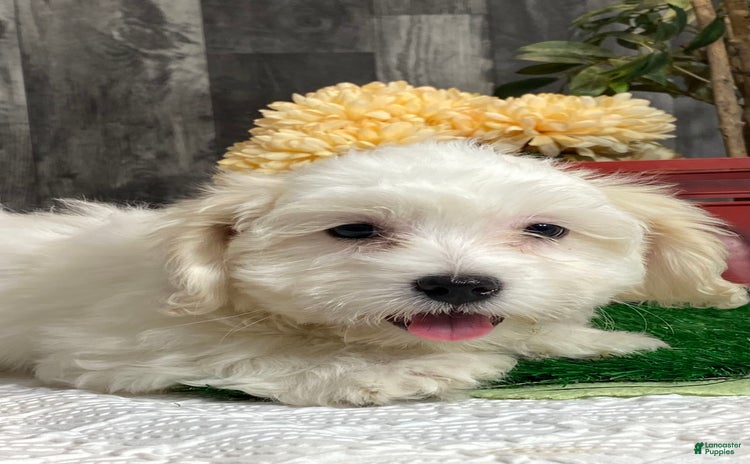 Coton De Tulear dogs for sale - Ad 3