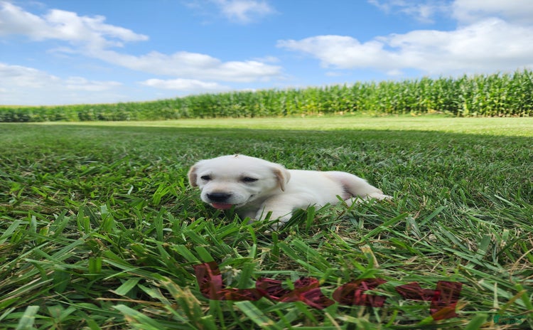 Labrador Retriever dogs for sale - Ad 1