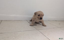 Golden Retriever dogs for sale: Leo - Image 4