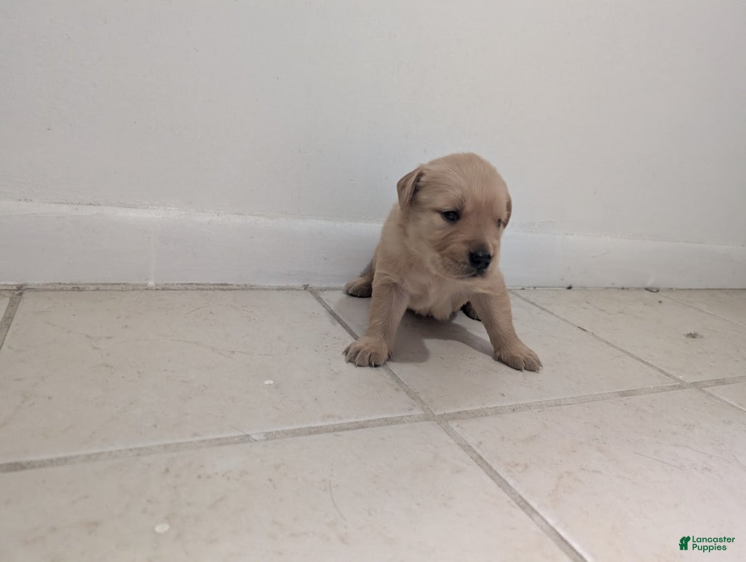 Golden Retriever dogs for sale: Leo - Image 4