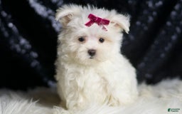 Maltese dogs for sale: Mizzie - Image 3
