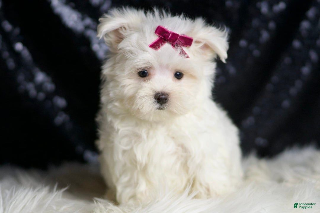 Maltese dogs for sale: Mizzie - Image 3