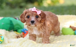 Cavapoo dogs for sale: Lucy - Image 4