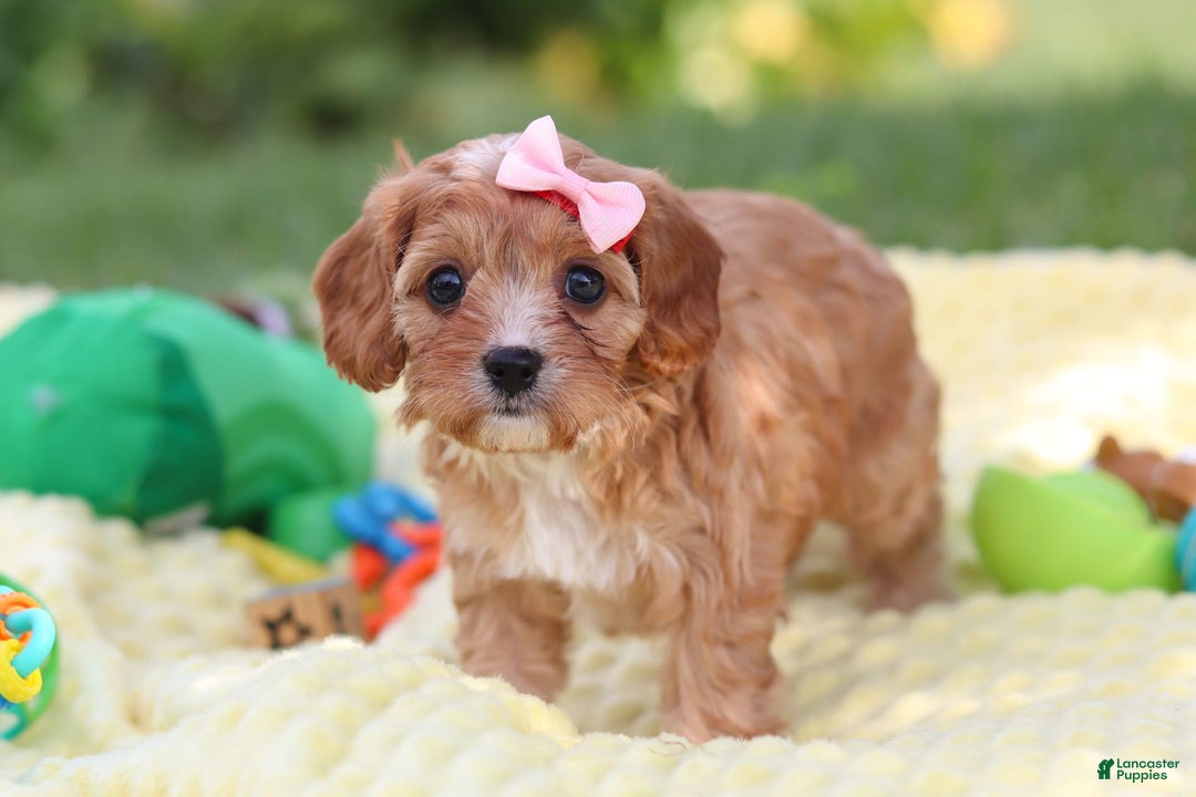Cavapoo dogs for sale: Lucy - Image 4