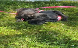 Cane Corso dogs for sale: Feisty - Image 2