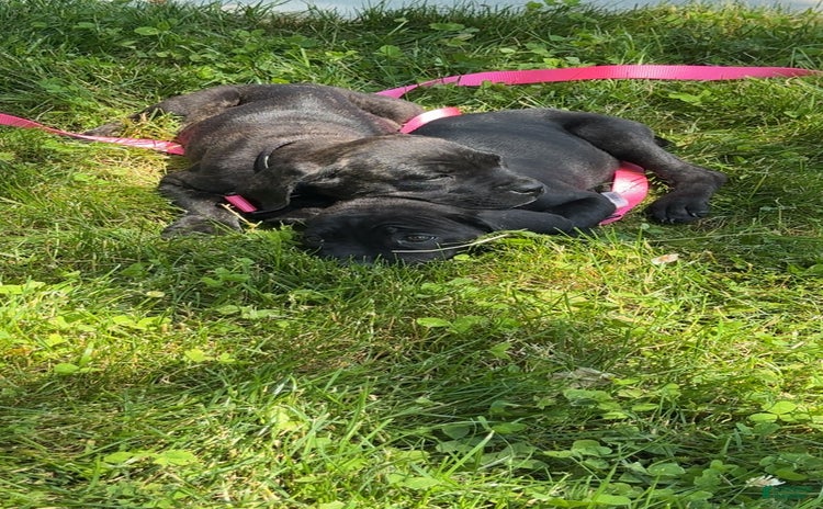 Cane Corso dogs for sale - Ad 3