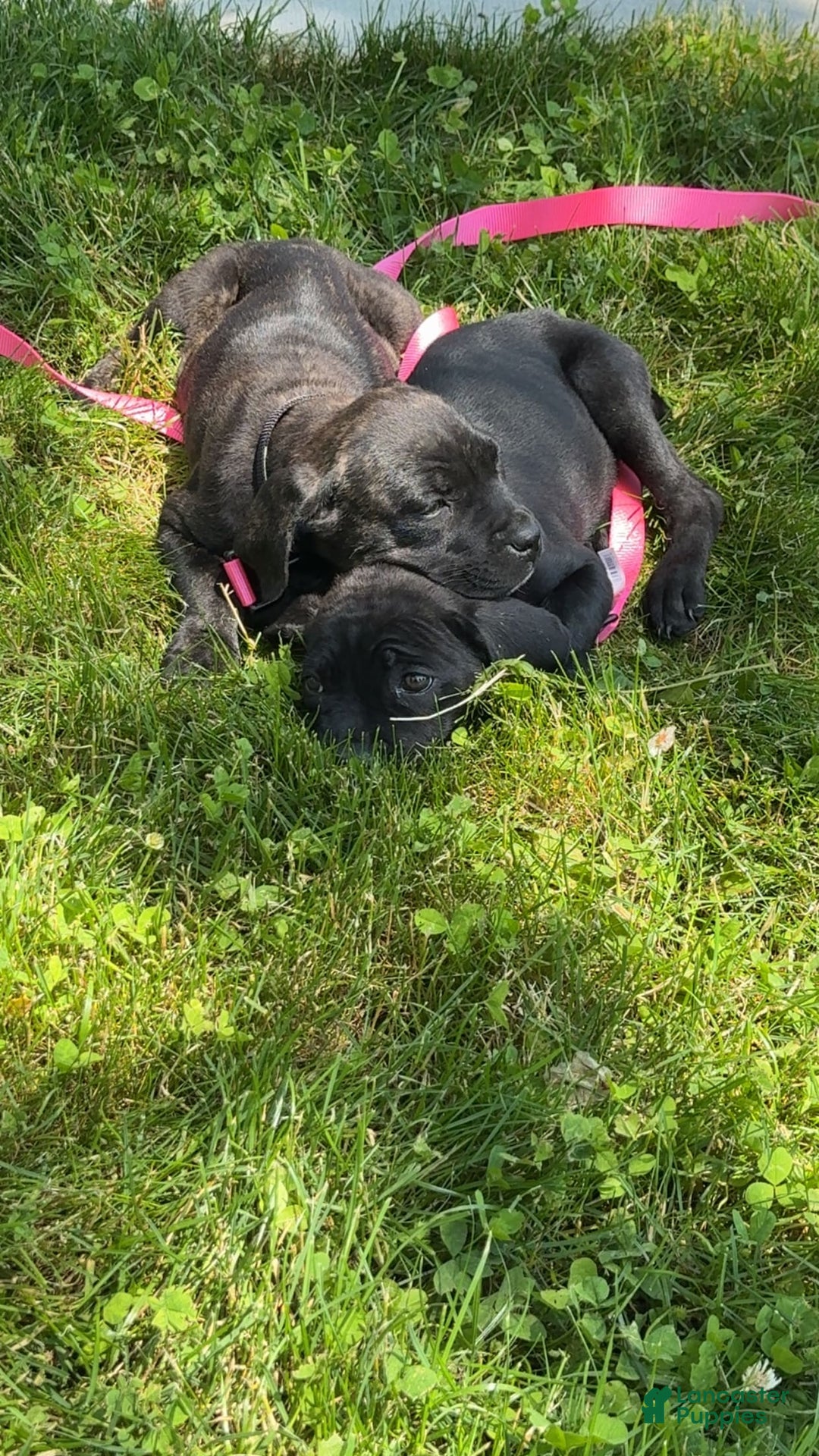 Cane Corso dogs for sale: Feisty - Image 2