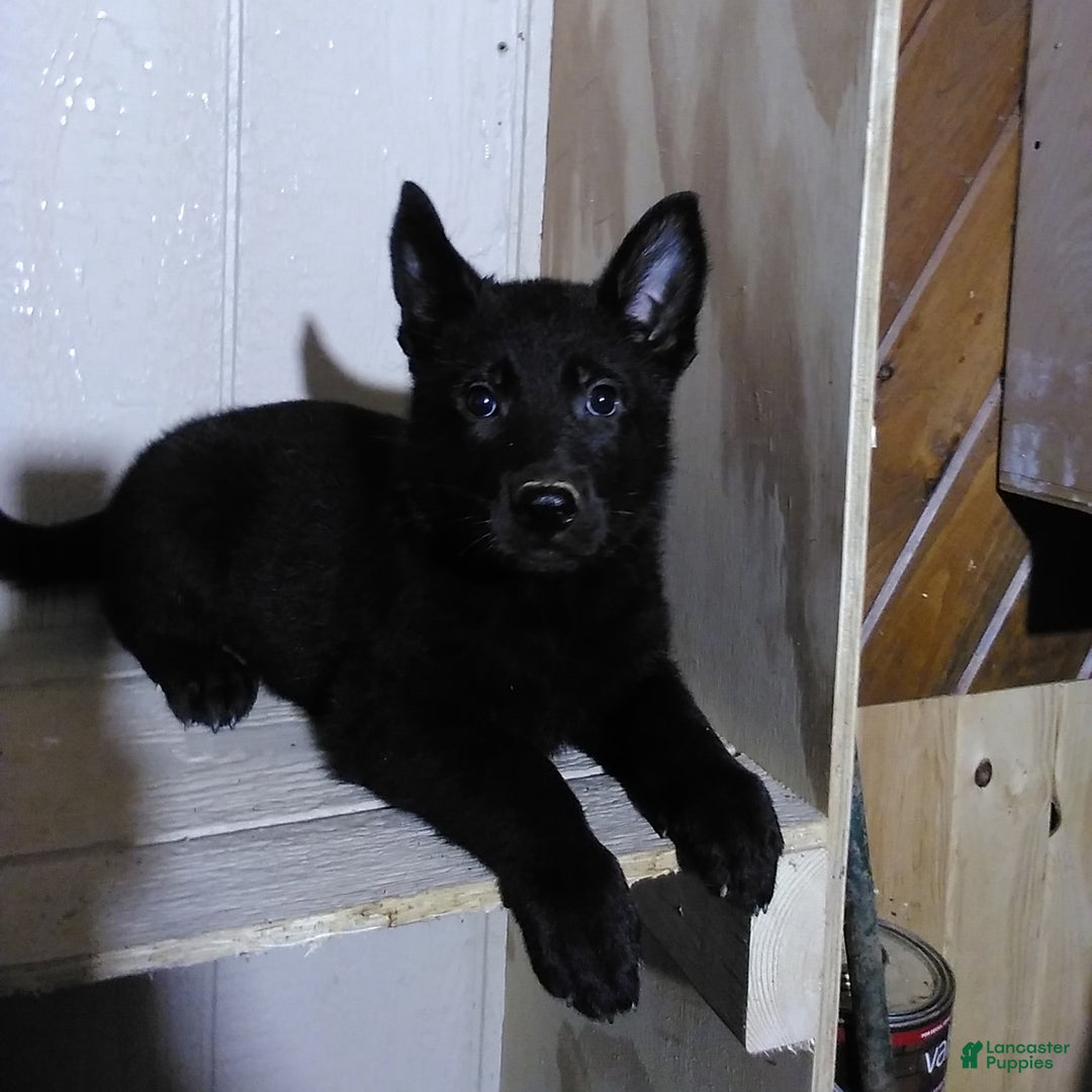 German Shepherd dogs for sale: Angela - Image 1