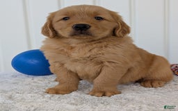 Golden Retriever dogs for sale: Brady - Image 16