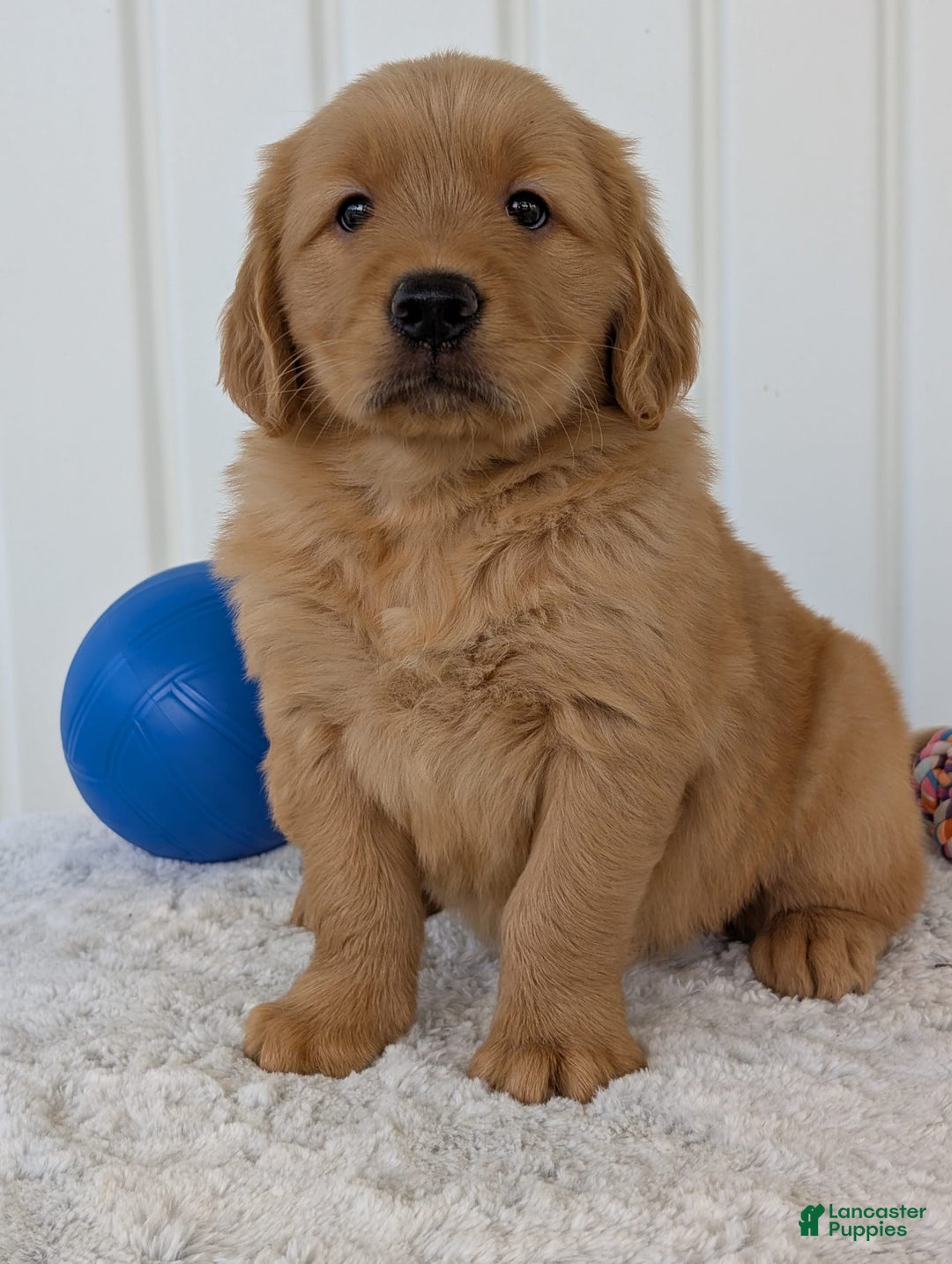 Golden Retriever dogs for sale: Brady - Image 16