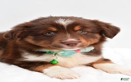 Miniature Australian Shepherd dogs for sale: Tasha - Image 8