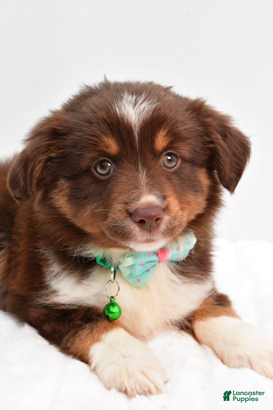 Miniature Australian Shepherd dogs for sale: Tasha - Image 8